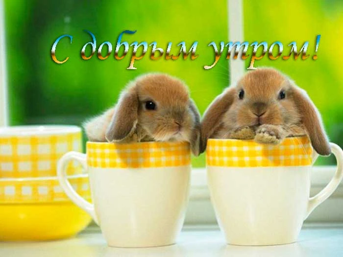 Наиболее популярные темы утренних картинок